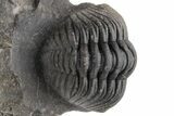 Phacopid Trilobite (Pedinopariops) - Mrakib, Morocco #230483-3